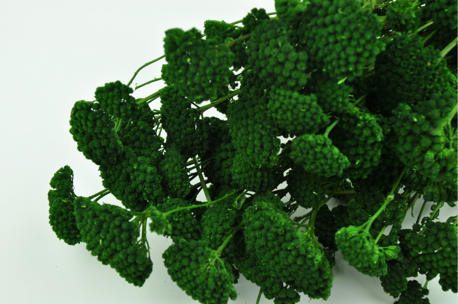 PHOCEALYS│Achillée sylvestre stabilisée│vente aux pros│Grossiste