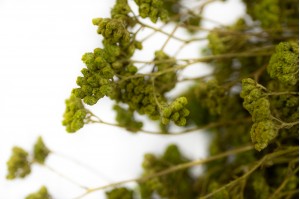 PHOCEALYS│Achillée sylvestre stabilisée│vente aux pros│Grossiste