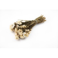 PHOCEALYS│Helichrysum sec│vente aux pros│Grossiste en fleurs séchées