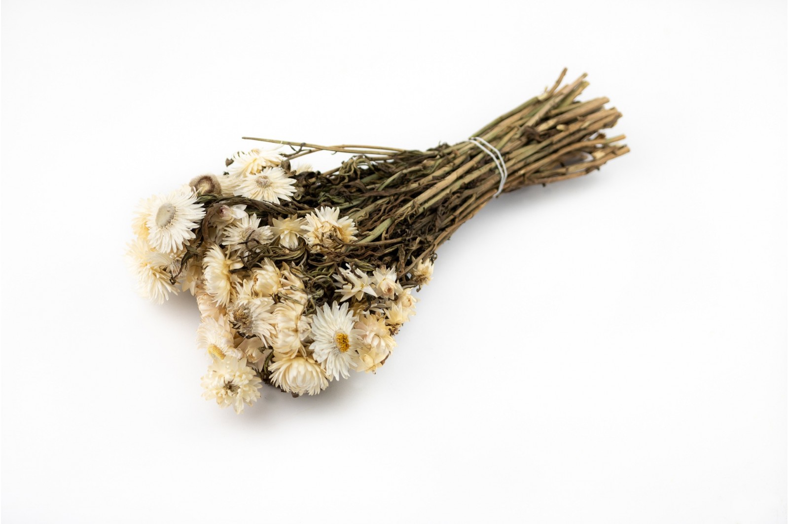 PHOCEALYS│Helichrysum sec│vente aux pros│Grossiste en fleurs séchées