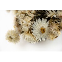 PHOCEALYS│Helichrysum sec│vente aux pros│Grossiste en fleurs séchées