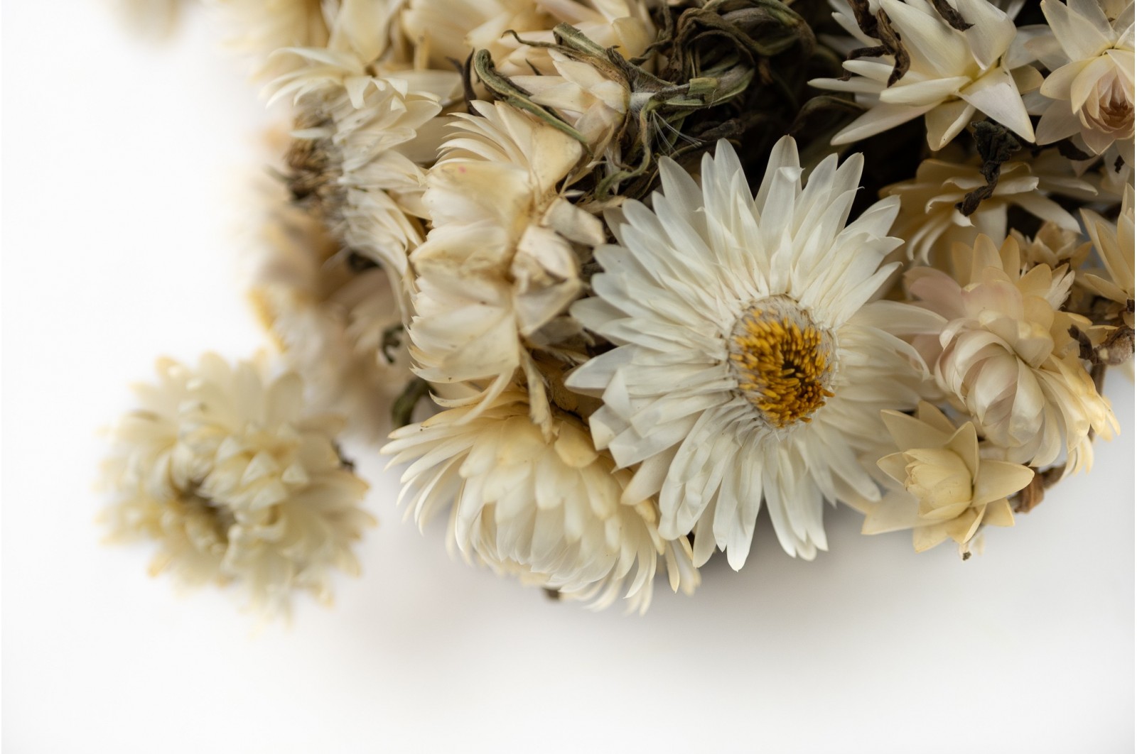 PHOCEALYS│Helichrysum sec│vente aux pros│Grossiste en fleurs séchées