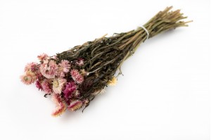 PHOCEALYS│Helichrysum sec│vente aux pros│Grossiste en fleurs séchées