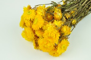 PHOCEALYS│Helichrysum sec│vente aux pros│Grossiste en fleurs séchées