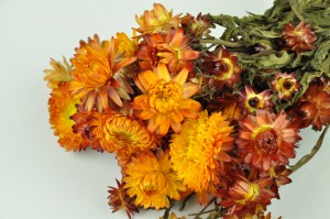 PHOCEALYS│Helichrysum sec│vente aux pros│Grossiste en fleurs séchées