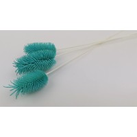 PHOCEALYS│Chardon sec│vente aux pros│Grossiste en fleurs séchées