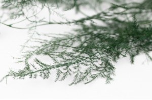 Asparagus plumosus 6T stabilisé │vente aux pros│Grossiste