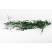 Asparagus plumosus 6T stabilisé │vente aux pros│Grossiste