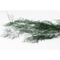 Asparagus plumosus 6T stabilisé │vente aux pros│Grossiste