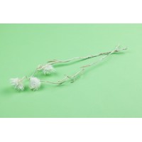 PHOCEALYS│Helichrysum vestitum séché│vente aux pros│Grossiste