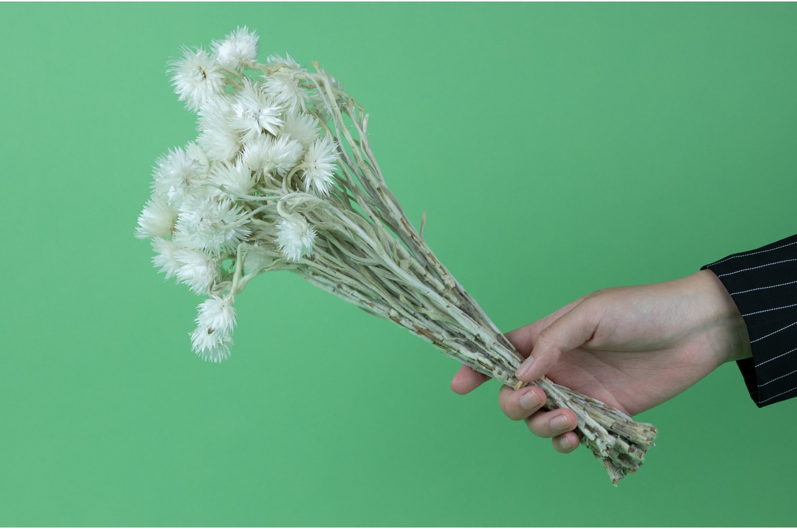 PHOCEALYS│Helichrysum vestitum séché│vente aux pros│Grossiste