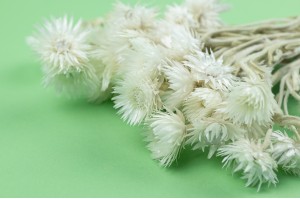PHOCEALYS│Helichrysum vestitum séché│vente aux pros│Grossiste