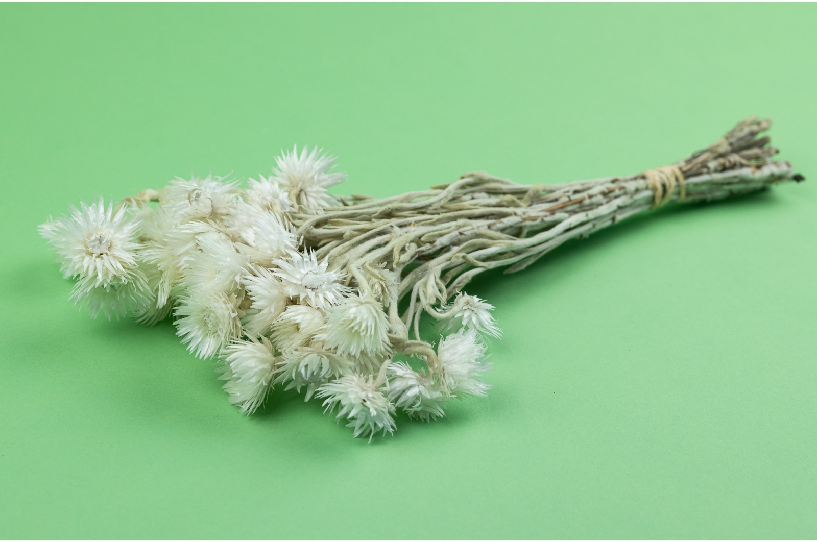 PHOCEALYS│Helichrysum vestitum séché│vente aux pros│Grossiste