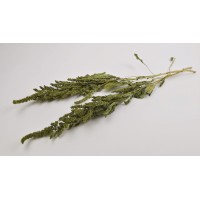 PHOCEALYS│Amarante sèche│vente aux pros│Grossiste en fleurs séchées