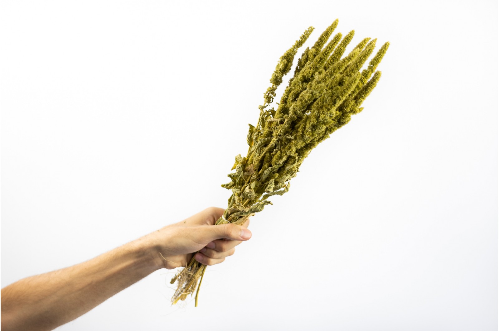 PHOCEALYS│Amarante sèche│vente aux pros│Grossiste en fleurs séchées