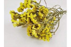 PHOCEALYS│Statice sec│vente aux pros│Grossiste en fleurs séchées