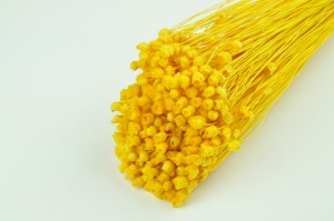 PHOCEALYS│Jazilda sec│vente aux pros│Grossiste en fleurs séchées