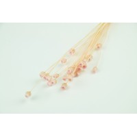 PHOCEALYS│Jazilda sec│vente aux pros│Grossiste en fleurs séchées