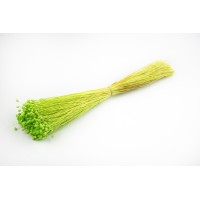 PHOCEALYS│Jazilda sec│vente aux pros│Grossiste en fleurs séchées