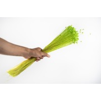 PHOCEALYS│Jazilda sec│vente aux pros│Grossiste en fleurs séchées