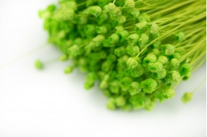 PHOCEALYS│Jazilda sec│vente aux pros│Grossiste en fleurs séchées
