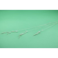PHOCEALYS │Avoine séchée│vente aux pros│Grossiste en fleurs séchées