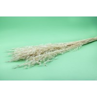 PHOCEALYS │Avoine séchée│vente aux pros│Grossiste en fleurs séchées