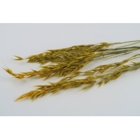 PHOCEALYS │Avoine séchée│vente aux pros│Grossiste en fleurs séchées