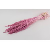 PHOCEALYS │Avoine séchée│vente aux pros│Grossiste en fleurs séchées