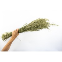 PHOCEALYS │Avoine séchée│vente aux pros│Grossiste en fleurs séchées