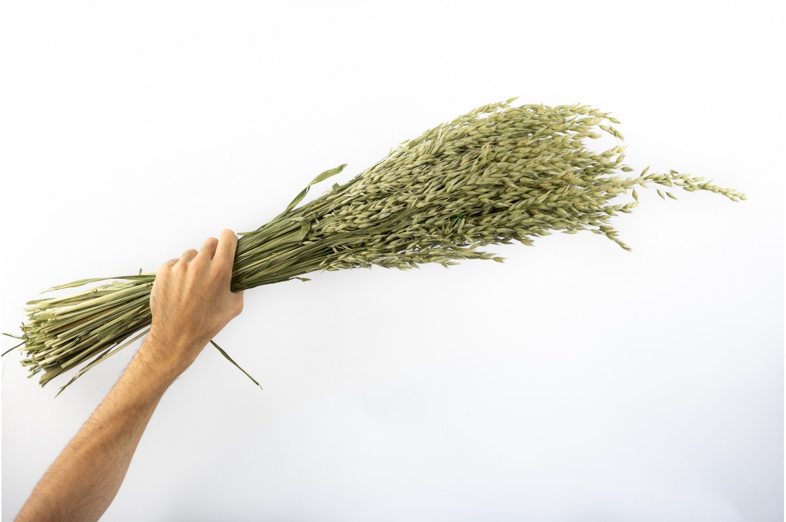 PHOCEALYS │Avoine séchée│vente aux pros│Grossiste en fleurs séchées
