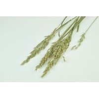 PHOCEALYS │Avoine séchée│vente aux pros│Grossiste en fleurs séchées