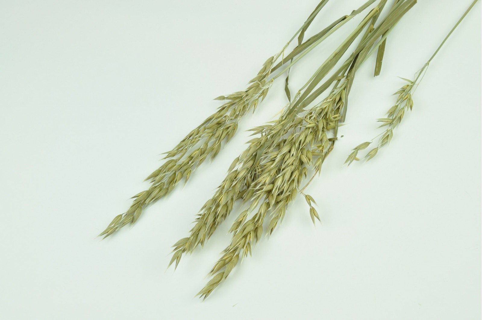 PHOCEALYS │Avoine séchée│vente aux pros│Grossiste en fleurs séchées