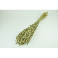 PHOCEALYS │Avoine séchée│vente aux pros│Grossiste en fleurs séchées