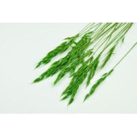 PHOCEALYS │Avoine séchée│vente aux pros│Grossiste en fleurs séchées