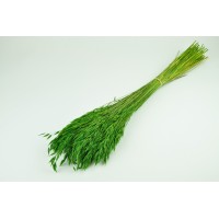 PHOCEALYS │Avoine séchée│vente aux pros│Grossiste en fleurs séchées