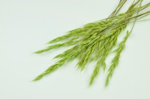 PHOCEALYS │Avoine séchée│vente aux pros│Grossiste en fleurs séchées