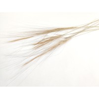 Barba stabilisée│vente aux pros│Grossiste en végétaux stabilisés