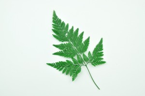 PHOCEALYS│Fougère davalia stabilisée│vente aux pros│Grossiste