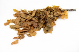 Hêtre stabilisé│vente aux pros│Grossiste en végétaux stabilisés