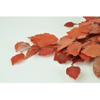 Hêtre stabilisé│vente aux pros│Grossiste en végétaux stabilisés