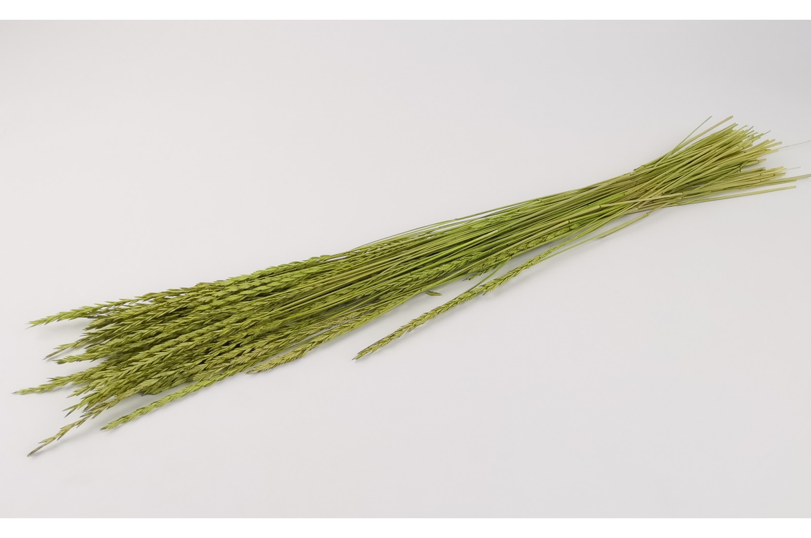 PHOCEALYS │Spighetta sec│vente aux pros│Grossiste en fleurs séchées