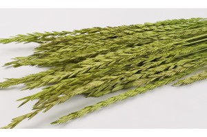 PHOCEALYS │Spighetta sec│vente aux pros│Grossiste en fleurs séchées