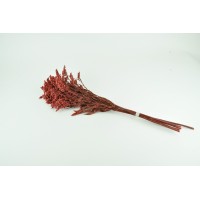 PHOCEALYS│Solidago stabilisé│vente aux pros│Grossiste