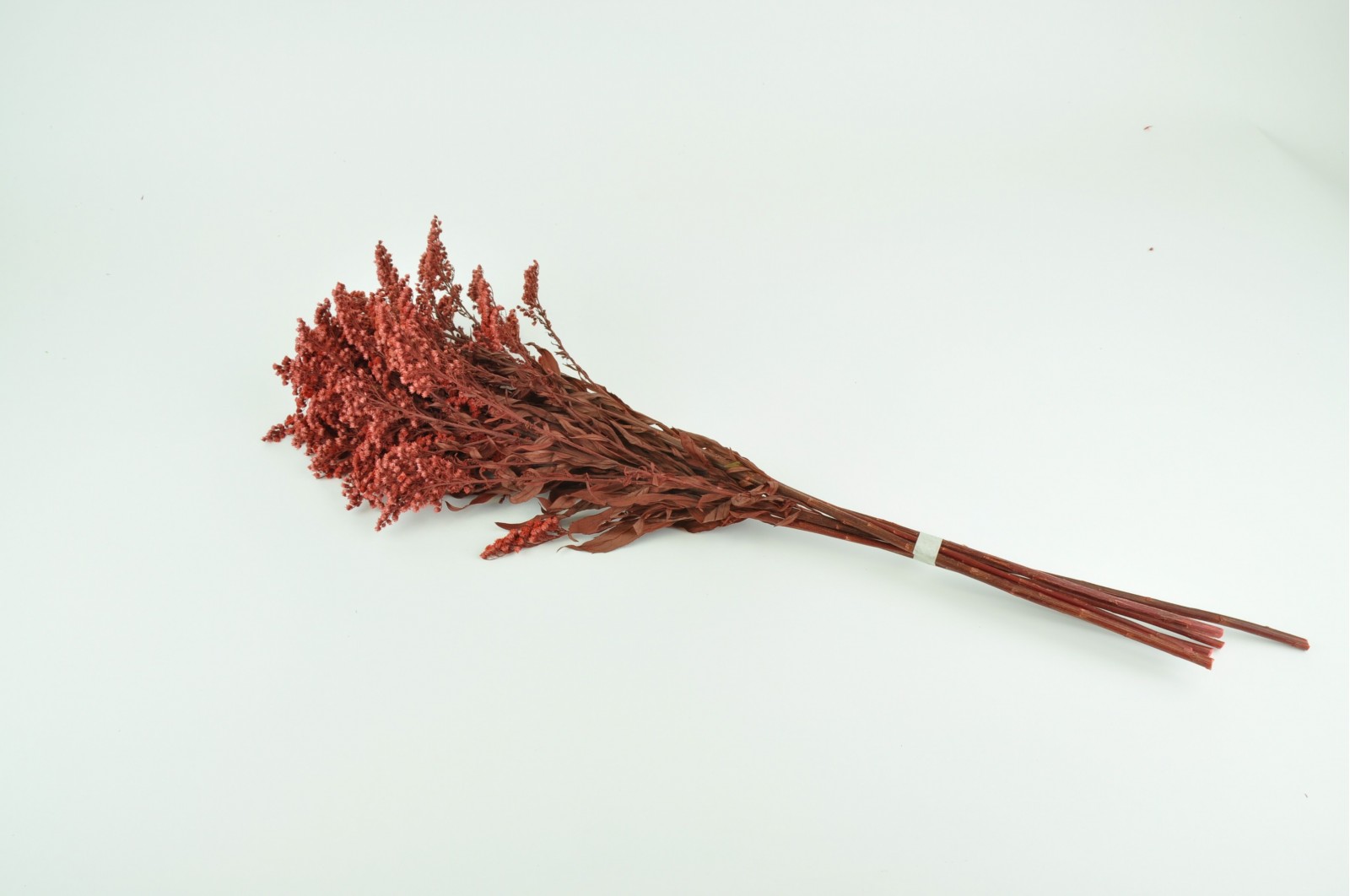 PHOCEALYS│Solidago stabilisé│vente aux pros│Grossiste