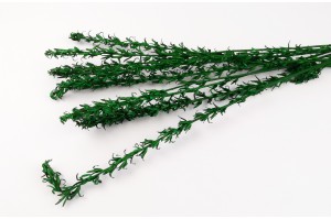 PHOCEALYS│Petit lys sec│vente aux pros│Grossiste en fleurs séchées