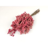 PHOCEALYS│Faux poivrier sec│vente aux pros│Grossiste en fleurs séchées