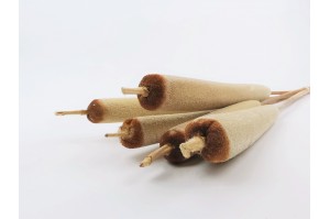 PHOCEALYS│Typha sec │vente aux pros│Grossiste en fleurs séchées
