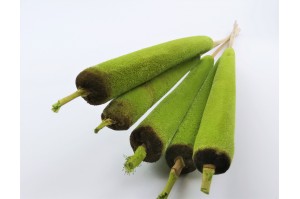 PHOCEALYS│Typha sec │vente aux pros│Grossiste en fleurs séchées