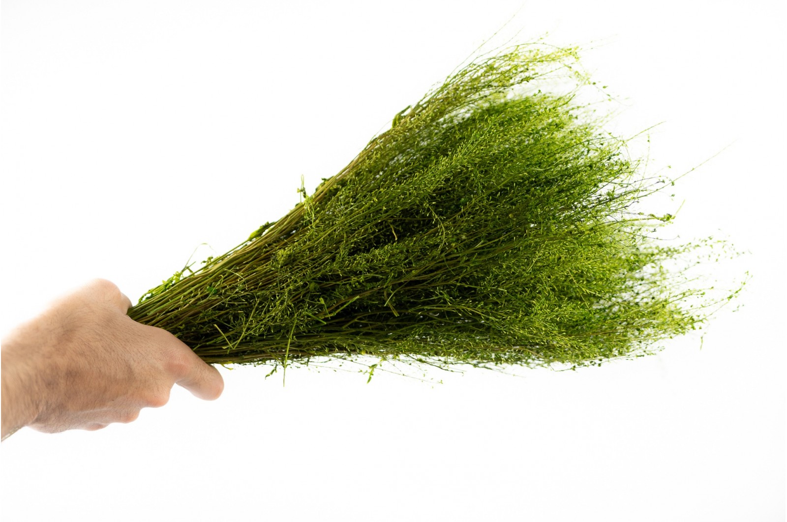 Lepidium stabilisé │vente aux pros│Grossiste en végétaux stabilisées